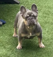 Sophie, a female French Bulldog for sale in Pensacola, FL – 3 of 4