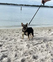 Griffy, a female French Bulldog for sale in Pensacola, FL – 2 of 6