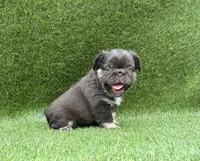 Griffy, a female French Bulldog for sale in Pensacola, FL – 5 of 6