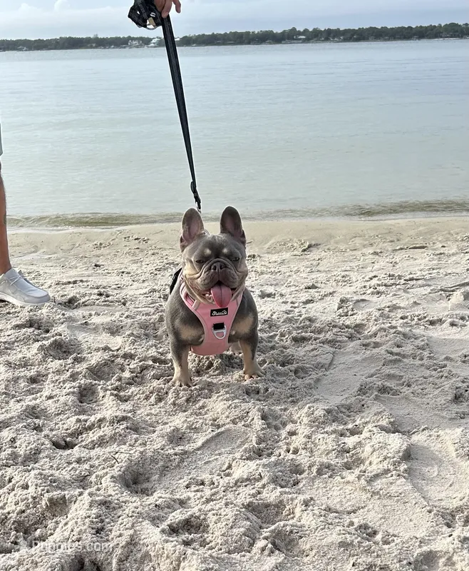 Sophie – French Bulldog puppy for sale in Pensacola, FL