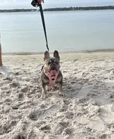 Sophie, a female French Bulldog for sale in Pensacola, FL – 1 of 4