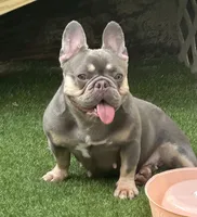 Sophie, a female French Bulldog for sale in Pensacola, FL – 2 of 4