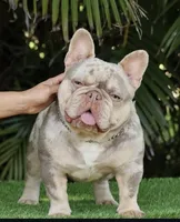 Griffy, a female French Bulldog for sale in Pensacola, FL – 6 of 6
