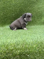 Griffy, a female French Bulldog for sale in Pensacola, FL – 4 of 6