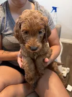 Brown, a male Goldendoodle for sale in Rialto, CA – 2 of 3