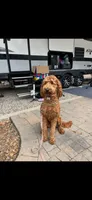 Blue, a female Goldendoodle for sale in Rialto, CA – 4 of 4