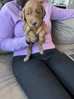 Green Lantern, a male Goldendoodle for sale in Rialto, CA – 6 of 7