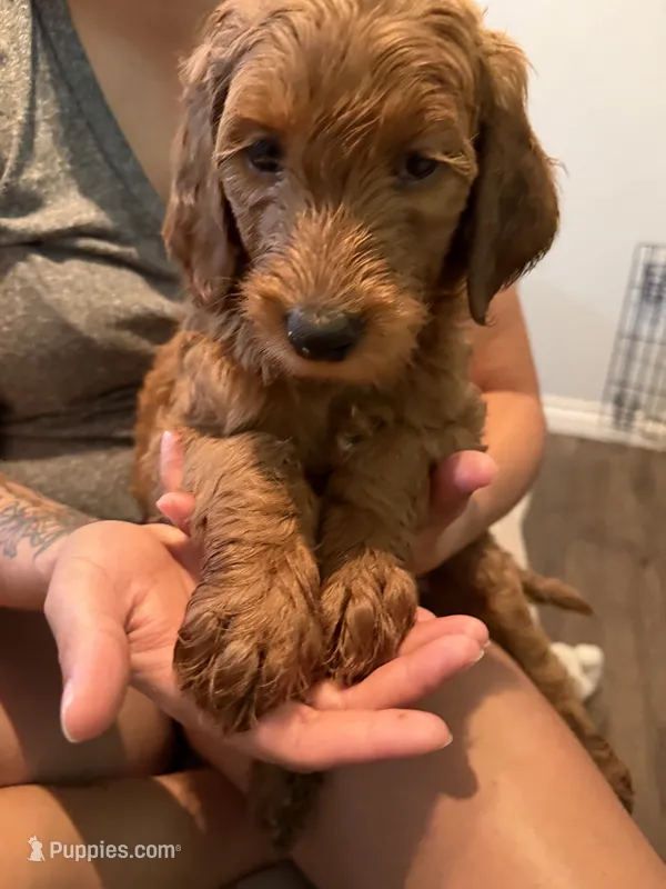 Brown – Goldendoodle puppy for sale in Rialto, CA