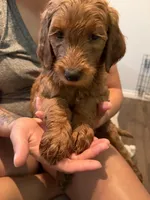 Brown, a male Goldendoodle for sale in Rialto, CA – 1 of 3