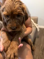 Green Lantern, a male Goldendoodle for sale in Rialto, CA – 3 of 7