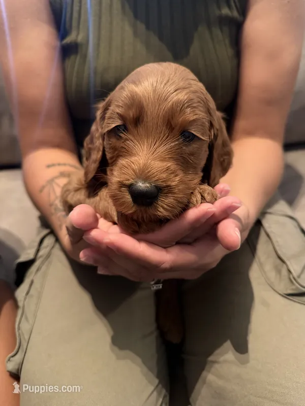 Blue – Goldendoodle puppy for sale in Rialto, CA