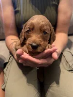 Blue, a female Goldendoodle for sale in Rialto, CA – 1 of 4