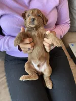 Green Lantern, a male Goldendoodle for sale in Rialto, CA – 7 of 7