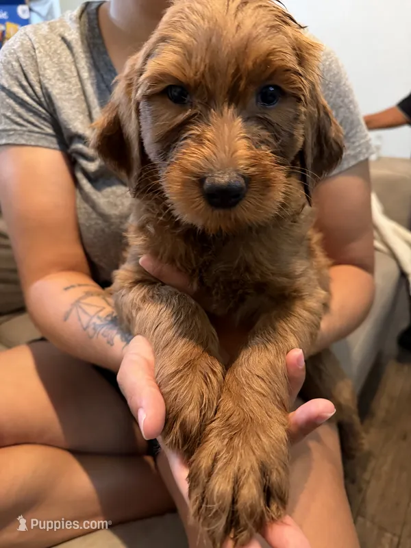 Green Lantern – Goldendoodle puppy for sale in Rialto, CA