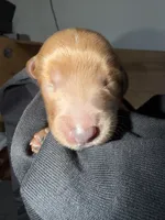 Max , a male Goldendoodle for sale in Rialto, CA – Photo 2 of 3