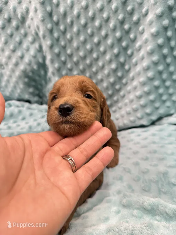 Max  – Goldendoodle puppy for sale in Rialto, CA