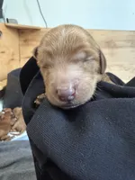 Max , a male Goldendoodle for sale in Rialto, CA – Photo 3 of 3