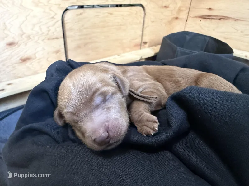 Max , a male Goldendoodle for sale in Rialto, CA – Photo 1 of 3