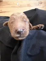 Duke , a male Goldendoodle for sale in Rialto, CA – Photo 5 of 6