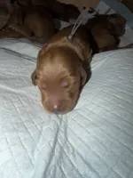 Duke , a male Goldendoodle for sale in Rialto, CA – Photo 2 of 6