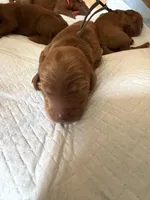 Duke , a male Goldendoodle for sale in Rialto, CA – Photo 3 of 6