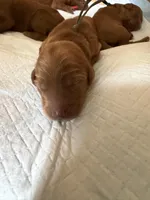 Duke , a male Goldendoodle for sale in Rialto, CA – Photo 4 of 6