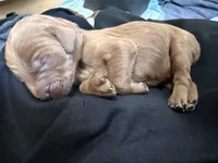 Duke , a male Goldendoodle for sale in Rialto, CA – Photo 6 of 6