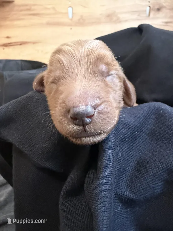 Duke , a male Goldendoodle for sale in Rialto, CA – Photo 1 of 6