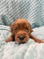 Duke , a male Goldendoodle for sale in Rialto, CA – 2 of 9