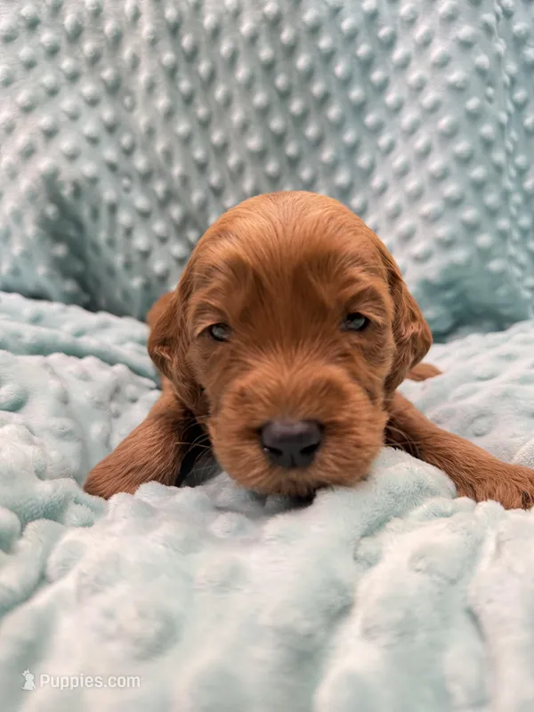 Duke  – Goldendoodle puppy for sale in Rialto, CA