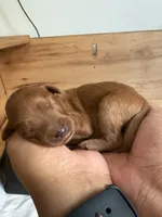 Reddy, a female Goldendoodle for sale in Rialto, CA – Photo 5 of 8