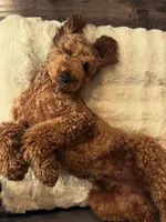 Reddy, a  Goldendoodle for sale in Rialto, CA – Photo 9 of 9