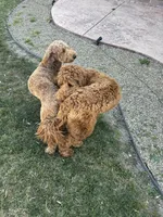 Reddy, a  Goldendoodle for sale in Rialto, CA – Photo 8 of 9
