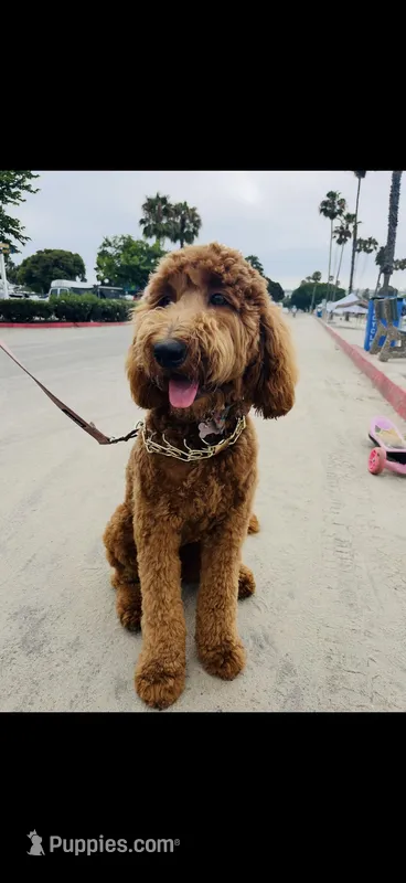 Reddy – Goldendoodle puppy for sale in Rialto, CA