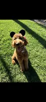Reddy, a  Goldendoodle for sale in Rialto, CA – Photo 3 of 9