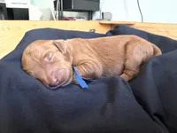Reddy, a female Goldendoodle for sale in Rialto, CA – Photo 8 of 8