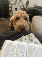 Reddy, a  Goldendoodle for sale in Rialto, CA – Photo 7 of 9