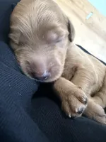 Kendall, a female Goldendoodle for sale in Rialto, CA – Photo 2 of 6