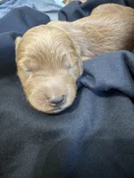 Kendall, a female Goldendoodle for sale in Rialto, CA – Photo 3 of 6