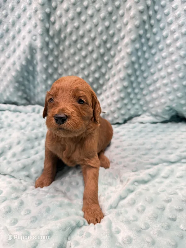 Kendall – Goldendoodle puppy for sale in Rialto, CA