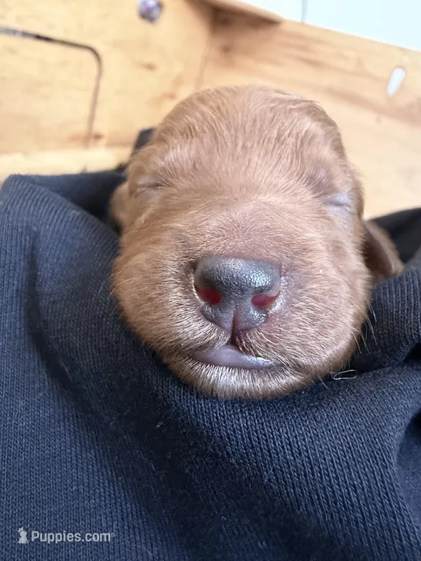 Kendall – Goldendoodle puppy for sale in Rialto, CA