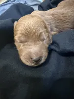 Kendall, a female Goldendoodle for sale in Rialto, CA – Photo 4 of 6