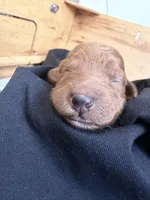Kendall, a female Goldendoodle for sale in Rialto, CA – Photo 6 of 6