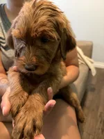 Green Lantern, a male Goldendoodle for sale in Rialto, CA – 2 of 7