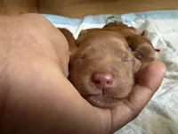 Abby, a female Goldendoodle for sale in Rialto, CA – Photo 2 of 5
