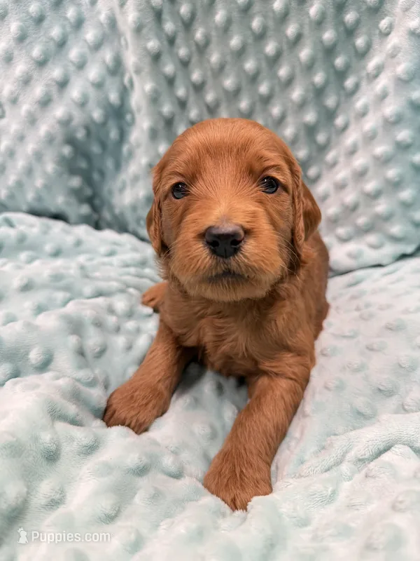 Abby – Goldendoodle puppy for sale in Rialto, CA