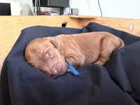 Abby, a female Goldendoodle for sale in Rialto, CA – Photo 5 of 5