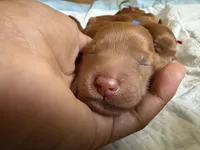Abby, a female Goldendoodle for sale in Rialto, CA – Photo 3 of 5