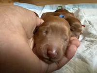 Abby, a female Goldendoodle for sale in Rialto, CA – Photo 4 of 5