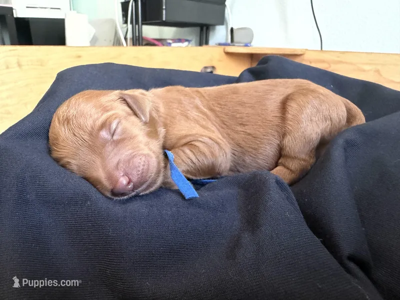 Abby – Goldendoodle puppy for sale in Rialto, CA